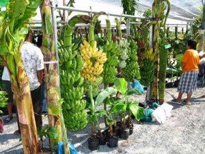 Only in Bangkok you can find more then 100 varieties of local bananas﻿