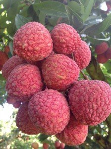 Emperor Lychee